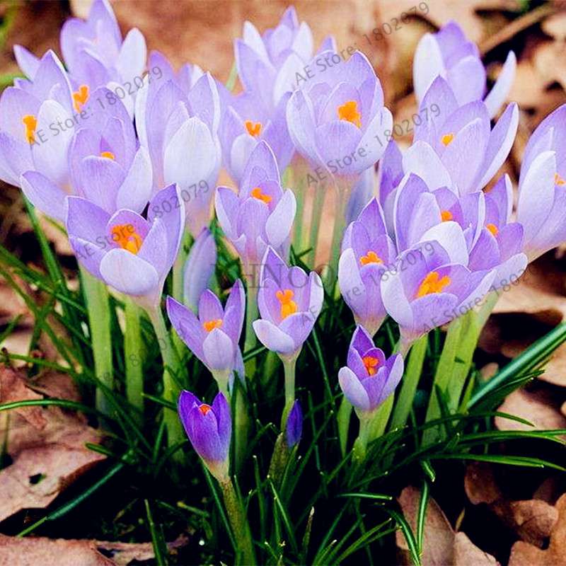 Saffron Seeds for Planting - Grow Saffron Crocus Flowers in Home & Garden - Bonsai Plant Variety