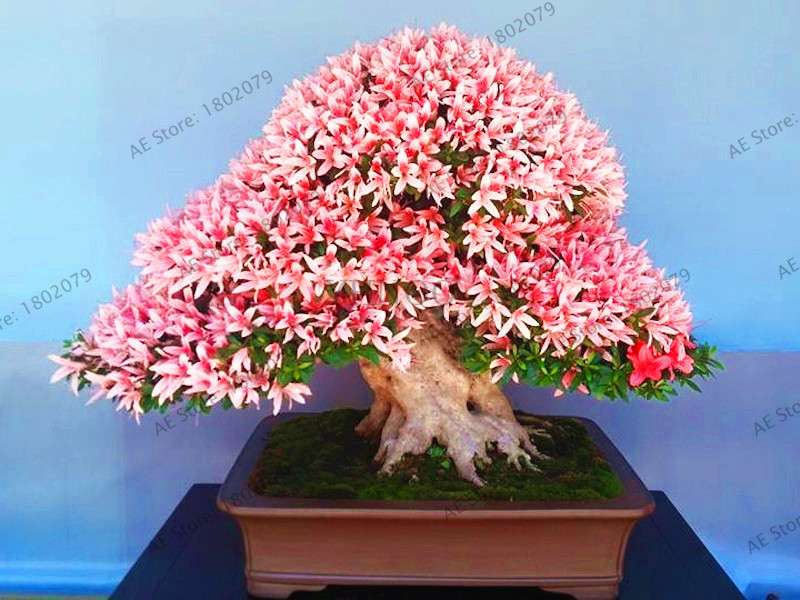 Rare Azalea Bonsai Seeds - DIY Home Garden Plants, Sakura-Like Blooms - Grow Japanese Cherry Flowers
