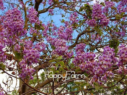 Purple Paulownia Tomentosa Seeds - Fast-Growing Bonsai & Garden Flowering Tree for Home Landscaping