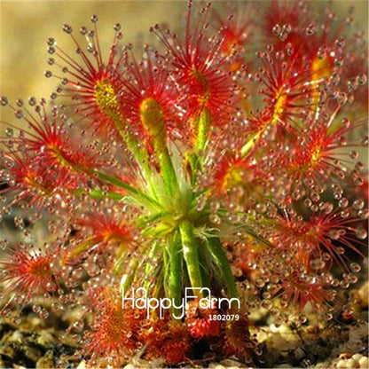 Sundew Seeds - Rare Carnivorous Bonsai Plants, Fresh & Novelty Garden Seeds for Home Gardening