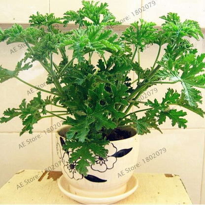 Mosquito Repellent Grass Seeds - Natural Pest Control, Exotic Indoor Herb Plant for Home & Garden Bonsai