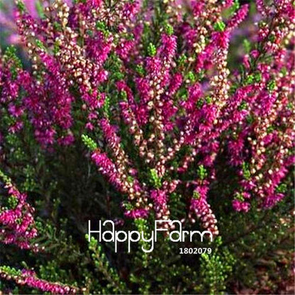 Scotch Heather Seeds (Calluna Vulgaris) - Easy-Grow DIY Garden Flowers for Home Landscaping | Fast Shipping