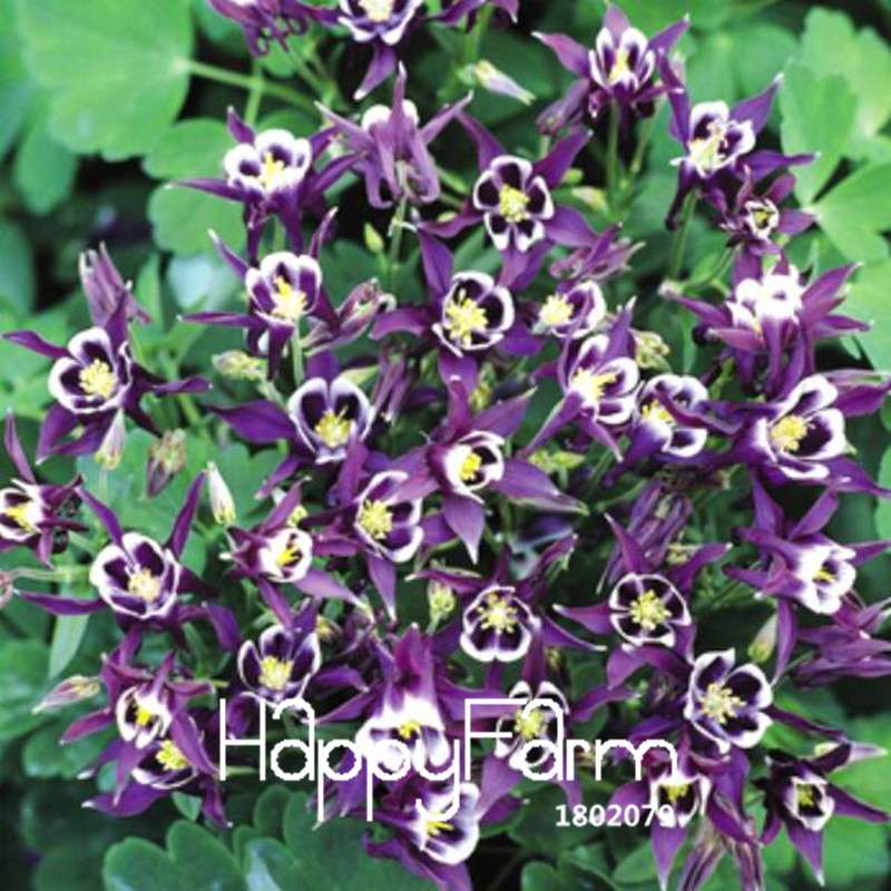 Aquilegia Seeds - Rare Flower & Vegetable Plants, 13 Vibrant Colors | Authentic & Fresh
