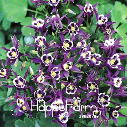 Aquilegia Seeds - Rare Flower & Vegetable Plants, 13 Vibrant Colors | Authentic & Fresh