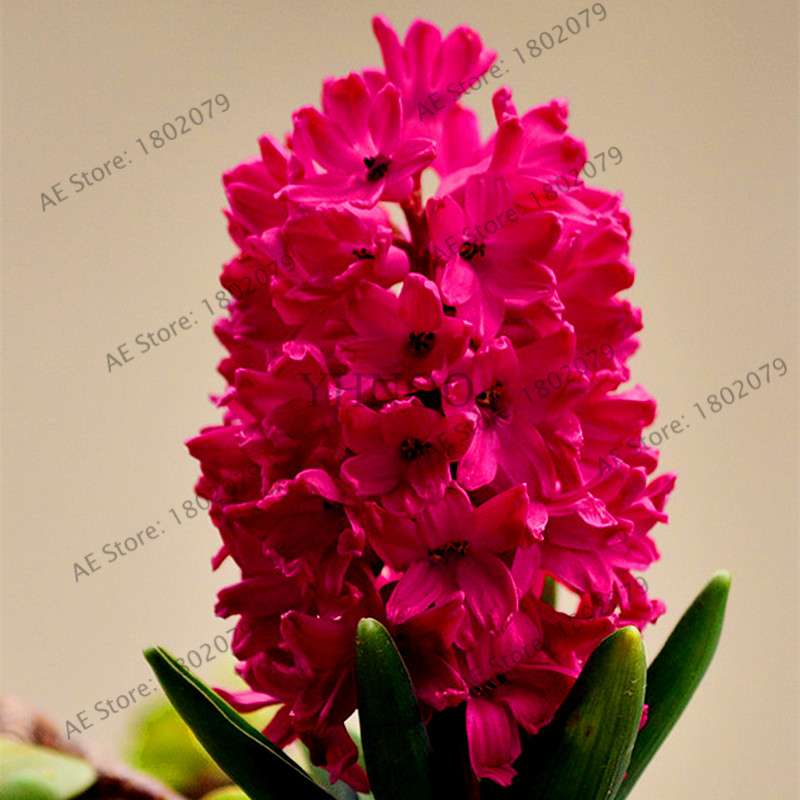 Hyacinth Seeds for Planting - Easy-Grow Potted Bonsai Flowers, Indoor/Outdoor Garden