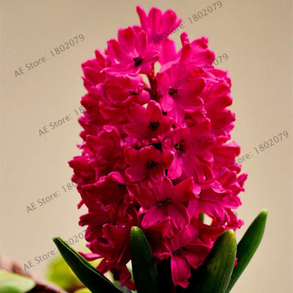 Hyacinth Seeds for Planting - Easy-Grow Potted Bonsai Flowers, Indoor/Outdoor Garden