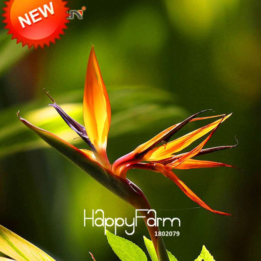 Exotic Strelitzia Seeds - Bird of Paradise Flower, Indoor/Outdoor Perennial Garden Plants