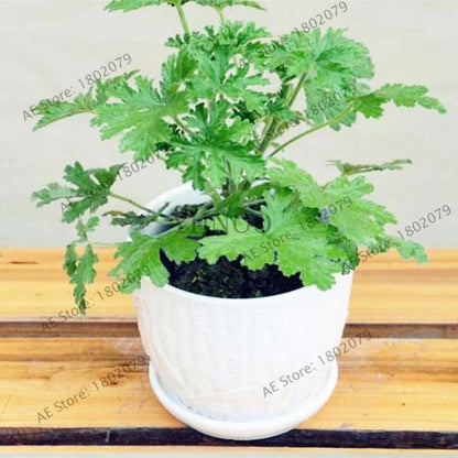 Mosquito Repellent Grass Seeds - Natural Pest Control, Exotic Indoor Herb Plant for Home & Garden Bonsai
