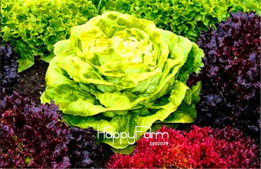Organic Spring Lettuce Seeds - Easy to Grow, Tasty & Fresh Salad Greens for Home Garden DIY