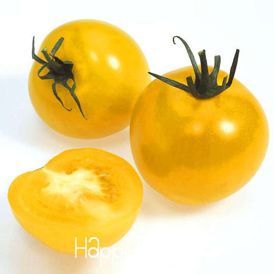 Yellow Tomato Seeds for Planting - Sweet Fruit, Home Garden, Bonsai Potted Plant - Non-GMO, High Yield