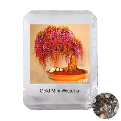 Rare Gold Mini Bonsai Wisteria Seeds - Indoor Flowering Plants, Professional Pack