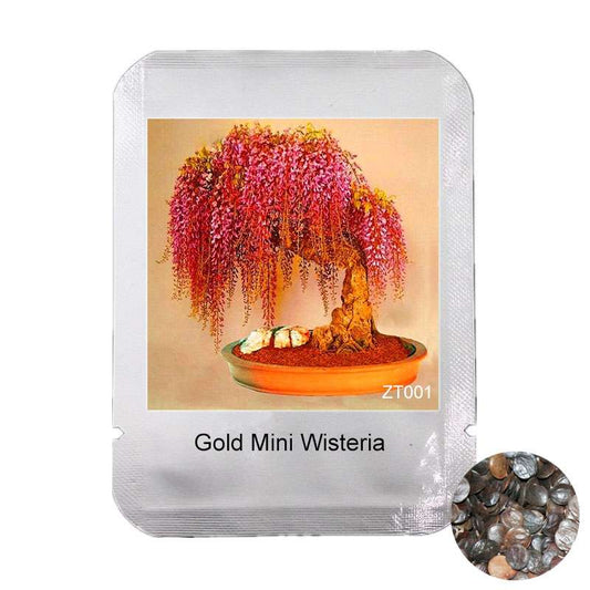 Rare Gold Mini Bonsai Wisteria Seeds - Indoor Flowering Plants, Professional Pack