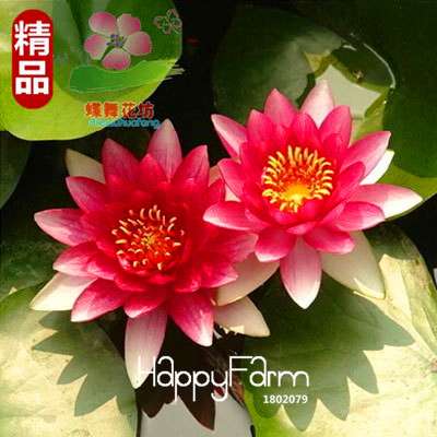 Affordable Water Lily Seeds for Bonsai & Balcony - Easy-Grow Potted Flowers
