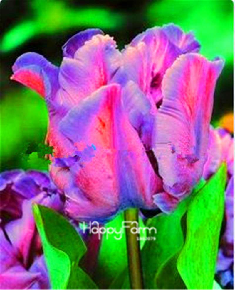 Dutch Tulip Flower Seeds - Potted Bonsai for Home & Garden Planting