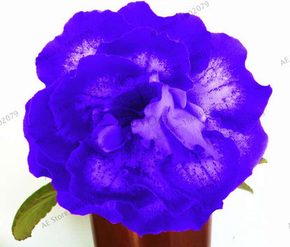 Climbing Gloxinia Seeds - Perennial Sinningia Speciosa Bonsai Flowers for Balcony & Garden Planting