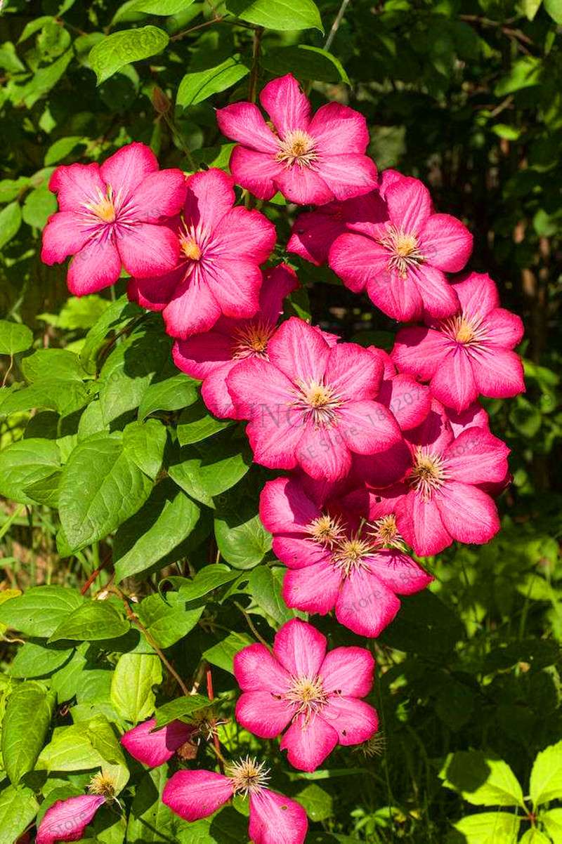 Mixed Clematis Seeds - Easy to Grow Beautiful Bonsai Flowers for Home Garden (Limited Time Offer)