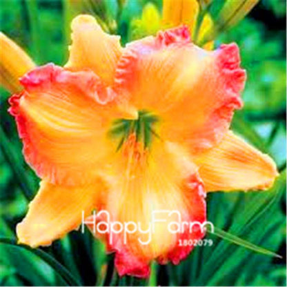 Hybrid Daylily Seeds - Colorful Hemerocallis Lily for Home Garden & Bonsai | Fast-Growing Flower Seeds