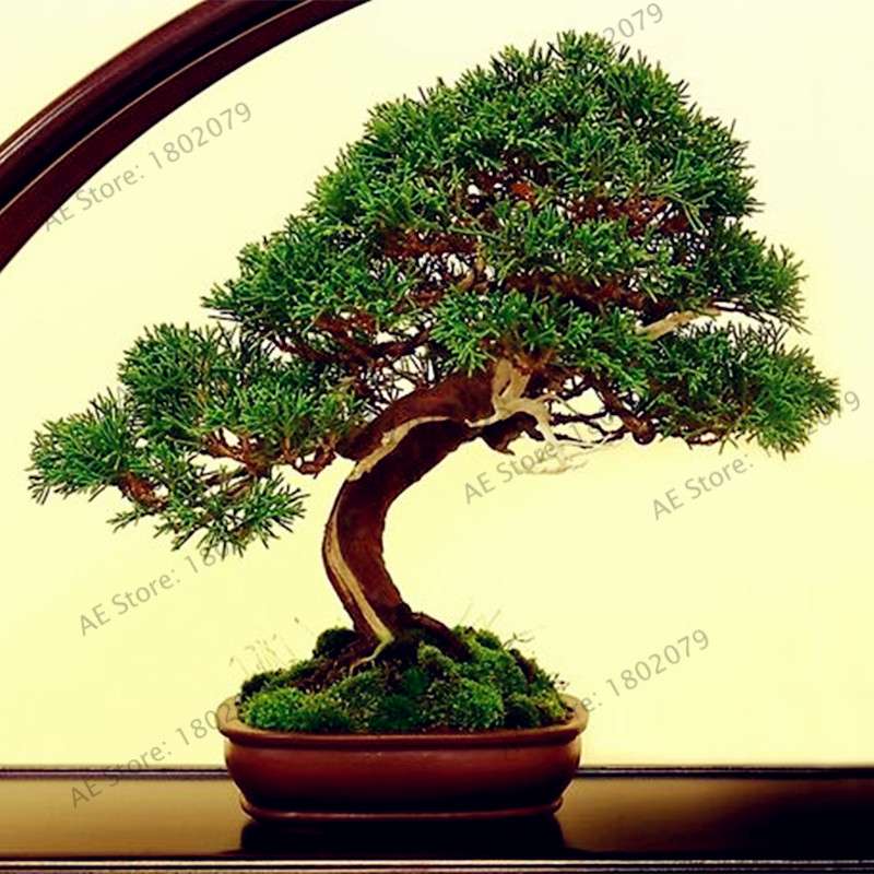 Miniature Pine Seeds - Japanese Bonsai Tree Kit, Perennial Ornamental Potted Plants for Home & Garden