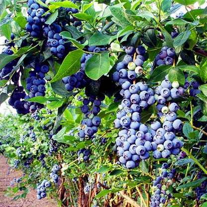 Blueberry Seeds for Planting - Grow Bonsai Fruit Potted Plants at Home & Garden, Easy to Grow