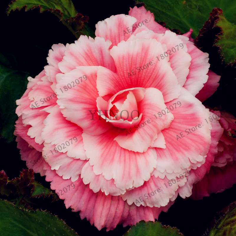 Begonia Seeds - Easy to Grow Bonsai Balcony Flowers, Potted Eustoma & Malus Spectabilis for Home Garden