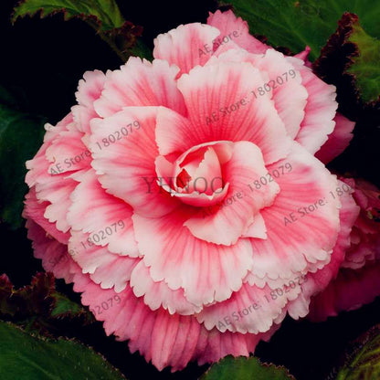 Begonia Seeds - Easy to Grow Bonsai Balcony Flowers, Potted Eustoma & Malus Spectabilis for Home Garden