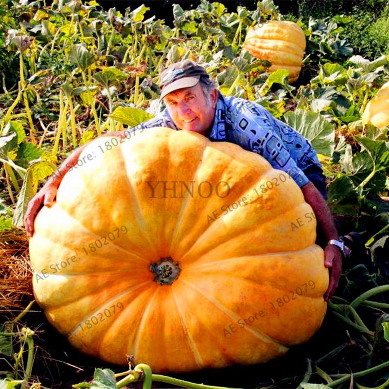 Giant Pumpkin Seeds for Planting - Jumbo US Variety, Home Garden Vegetable Seeds, Fast Growth