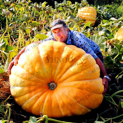 Giant Pumpkin Seeds for Planting - Jumbo US Variety, Home Garden Vegetable Seeds, Fast Growth