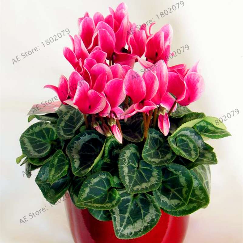 Cyclamen Seeds - Perennial Bonsai Plants for Home & Garden, Easy to Grow, Fast Shipping
