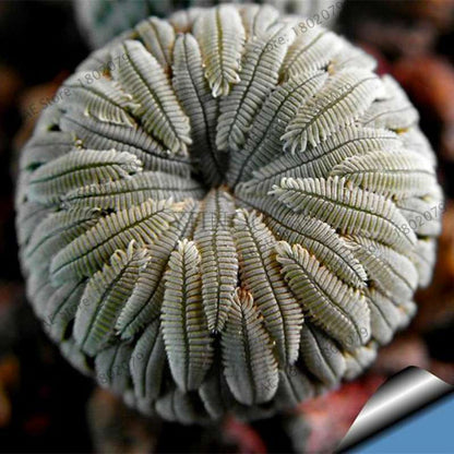 Rare Lithops Seeds - Living Stones Succulent, Organic Cactus Seeds for Indoor Garden, Bonsai & Succulent Lovers
