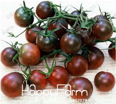 Organic Chocolate & Purple Pearl Tomato Seeds - Non-GMO, Heirloom, for Home Garden Planting