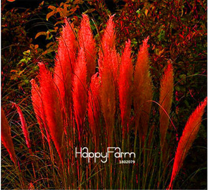 Pampas Grass Seeds - Beautiful Cortaderia for Home Garden Planting | Fast-Growing Flower Seeds