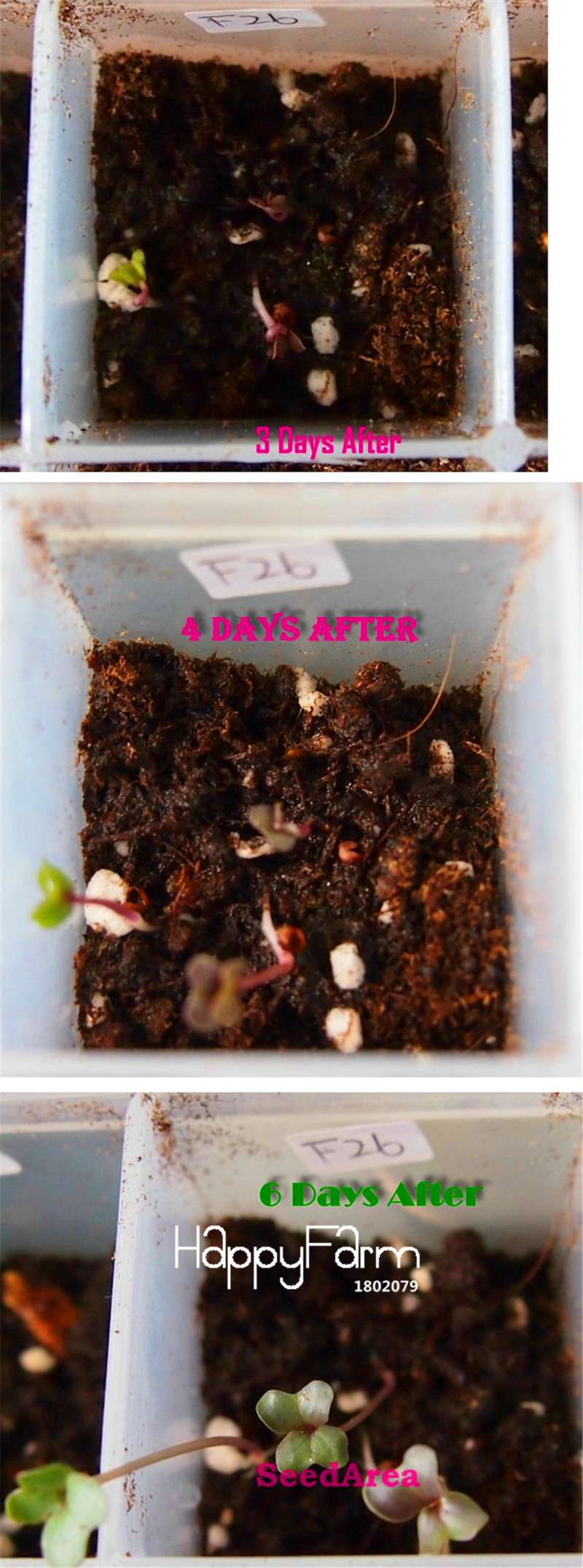 Organic Purple Cauliflower Seeds - Easy to Grow, Tasty & Nutritious for Home Garden - Non-GMO