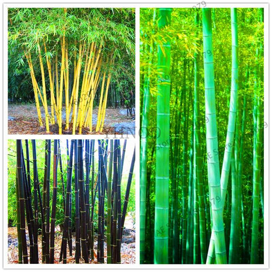 Colorful Bamboo Seeds - Rare Chinese Perennial Ornamental Plants for Garden