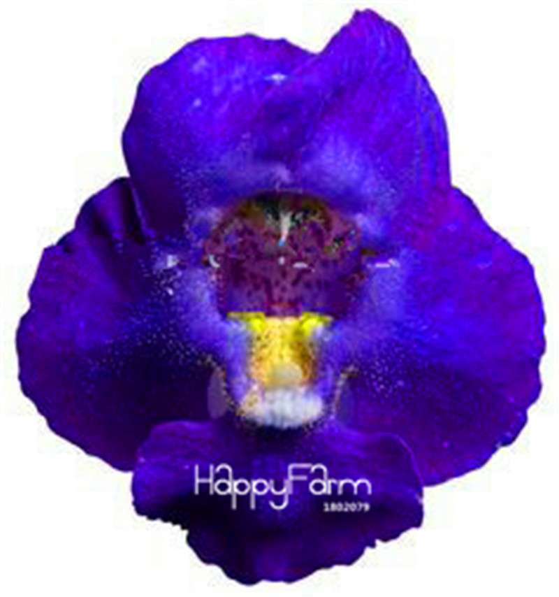 Rare Black Rose Snapdragon Seeds - Exotic Death Flower Plant for Garden