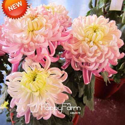 Rare Bicolor Pink & Yellow Chrysanthemum Seeds - DIY Garden Flowers, Fast-Growing Potted Plants