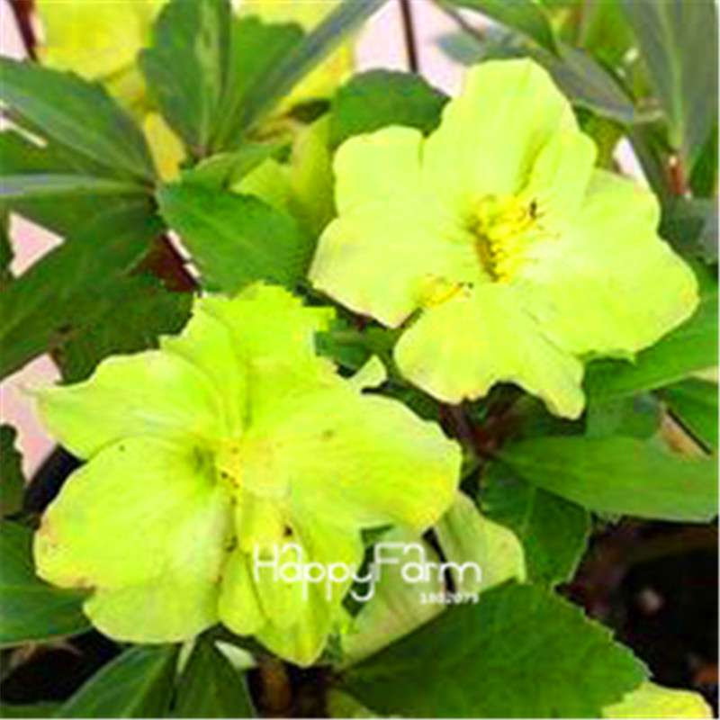 Helleborus Seeds for Bonsai - Grow Exotic Japanese Flowers at Home | DIY Garden Kit