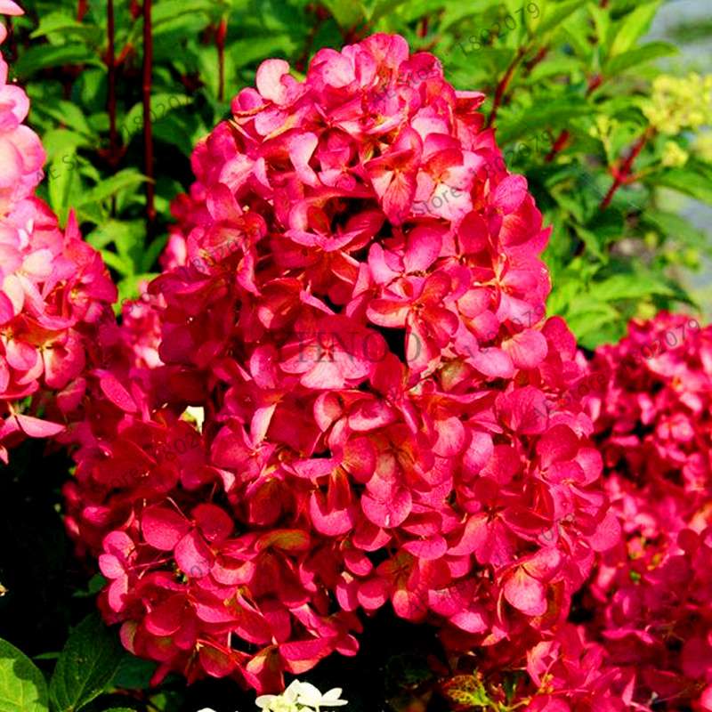 Vanilla Strawberry Hydrangea Seeds - Perennial Flowers for Wedding, Party & Garden Decor