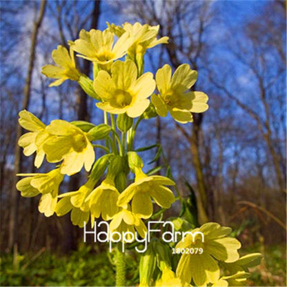 Rare Primrose Seeds (Primula malacoides) - Europe Bonsai Flower Seeds for Home Garden & Outdoor Planting