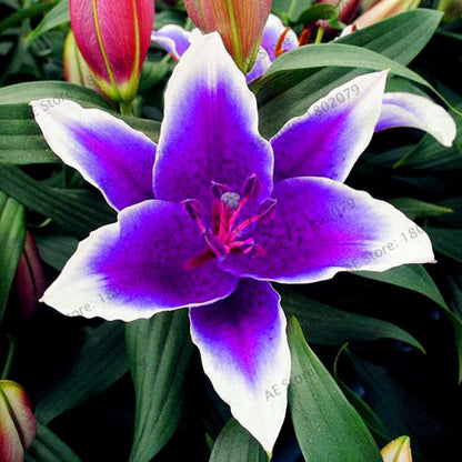 Lilium Brownii Seeds - Indoor Bonsai, Courtyard Lily Flower Seeds for Planting