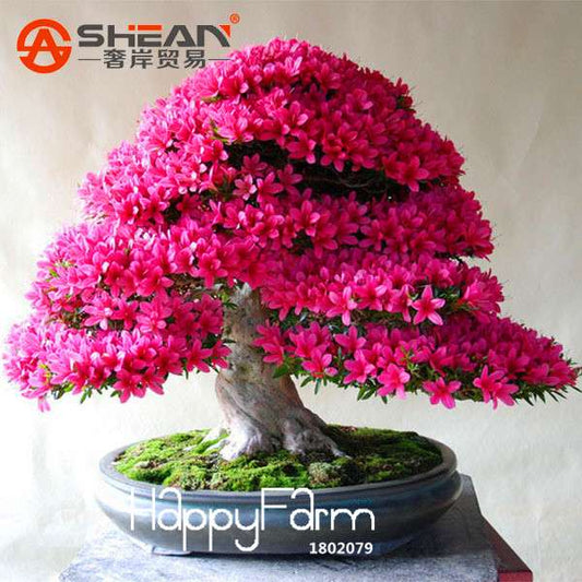 Rare Azalea Seeds - 12 Varieties, Cherry-Like Blooms - Stunning Flower Seeds for Garden