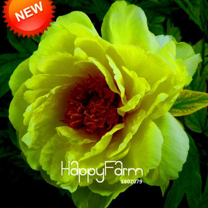 Yellow Peony Seeds for Planting - Potted Bonsai Flower Seeds for Home Garden