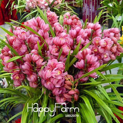 Red Cymbidium Orchid Seeds - Exotic Balcony Bonsai Flowers for Home Garden Planting