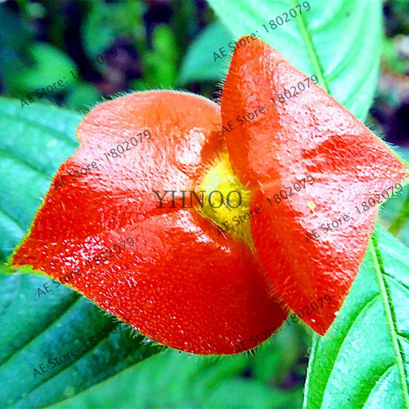 Psychotria Elata 'Hot Lips' Seeds - Rare Tropical Flower, Bonsai Plant, Exotic & Beautiful Bloom
