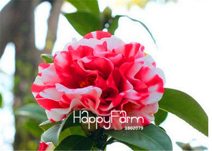 Rose Flower Seeds - Perennial, Easy to Grow, Blooms All Seasons - Planting Guide Included
