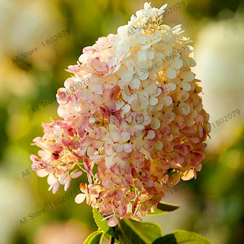 Vanilla Strawberry Hydrangea Seeds - Perennial Flowers for Wedding, Party & Garden Decor
