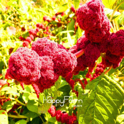 Rare Blood Red Amaranthus Seeds - Vibrant Potted Bonsai Flower for Home Garden DIY (Free Shipping)