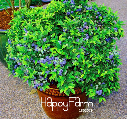 Blueberry Seeds for Planting - Grow Delicious Blueberry Fruit Trees at Home, Indoor/Outdoor Bonsai