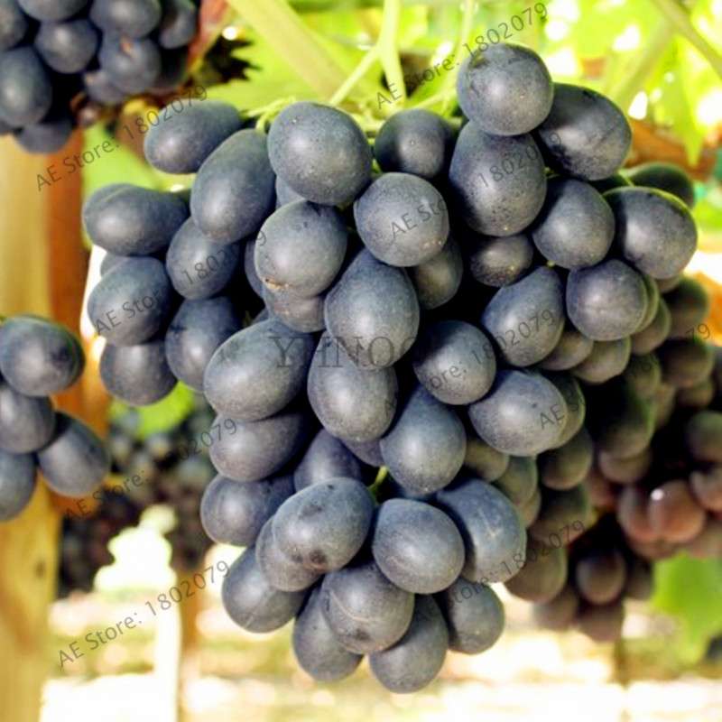 Black Kyoho Grape Seeds - Sweet Natural Fruit Seeds for Planting, Deep Purple Home Garden Seeds