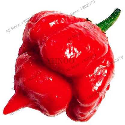 Hot Scorpion Pepper Seeds - Super Rare Edible Bonsai Plant for Home Garden & Spicy Cooking
