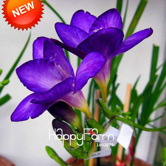 Premium Purple Freesia Seeds - Vibrant Orchid-Like Blooms for Home Garden